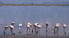 Grupo de flamencos en un humedal