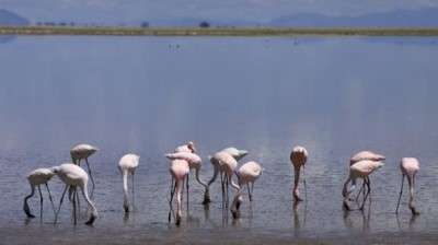 Grupo de flamencos en un humedal