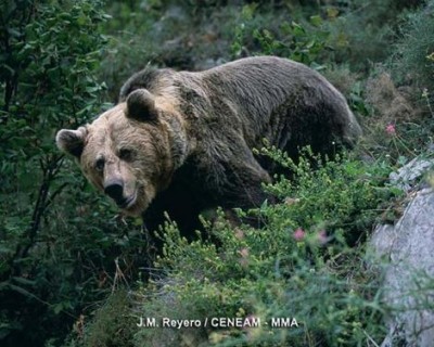 Ejemplar de oso pardo