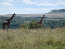 Reserva Natural Masi Mara (Kenia)