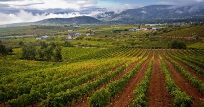 Viedos en El Bierzo