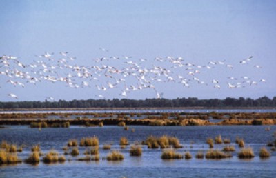 Marismas de Doana