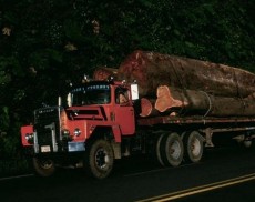 Transporte de madera