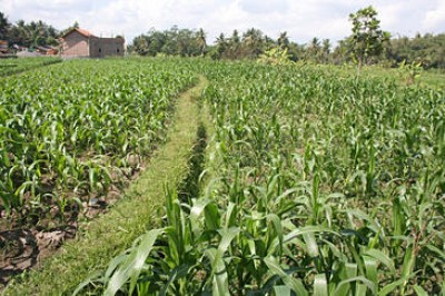 Campo cultivado